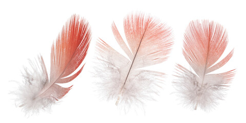 isolated on white red parrot three small feathers