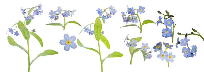 large group of small blue forget-me-not blooms on white - 760447123