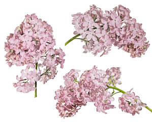 isolated pink large fine blooms of lilac three branches - 760447128