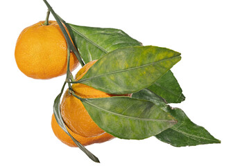 three orange ripe tangerines with long leaves on branch - 760447135
