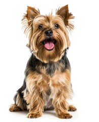 Radiant Yorkshire Terrier Sits Prettily, Tongue Out in Sheer Delight - Generative AI