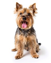 Radiant Yorkshire Terrier Sits Prettily, Tongue Out in Sheer Delight - Generative AI