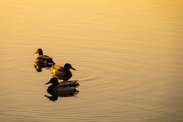 Mallards Basking in the Early Morning Sun of Orillia Harbour