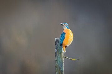  A common kingfisher sits on a wooden stick without leaves and looks toward the camera lens. A kingfisher with grey background with copyspace.