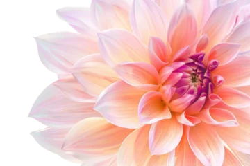 Poster Mystic Dreamer Dahlia Isolated on Transparent Background © Rehan
