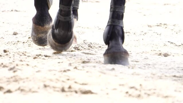 Horse racing. Legs of horses close-up. A lot of dirt under his hooves. 