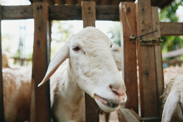 A white goat standing behind a wooden fence with its head sticking out of the top of the fence