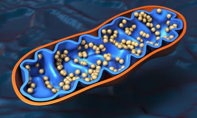 Foto op Canvas Mitochondria - cell organelle close-up. 3d illustration on blue background © Wire_man