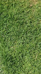 green grass background