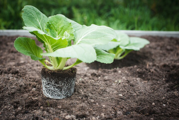 Close-up of fresh Chinese cabbage seedlings with an open, developed, beautiful root system ready to...