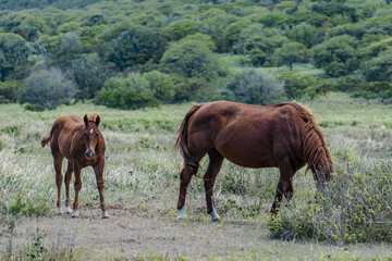 horses in pasture， Mamalahoa Hwy / Hawaiʻi Belt Rd, Hawaii island / big island
