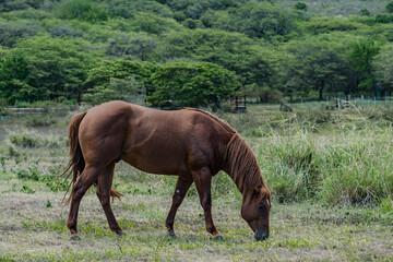 horses in pasture， Mamalahoa Hwy / Hawaiʻi Belt Rd, Hawaii island / big island