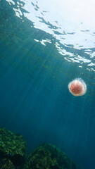 Artistic underwater photo of a pink Jellyfish. From a scuba dive in the Andaman Sea in Thailand. Indian Ocean.