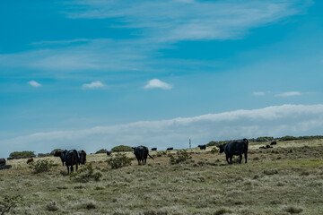 Cows in pasture, South Point Road, Big island, Hawaii. Ka Lae ,South Point, is the southernmost point of the Big Island of Hawaii and of the 50 United States.