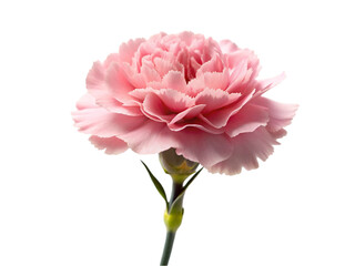 Pink carnation flower. isolated on transparent background.