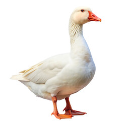 White domestic goose. isolated on transparent background.