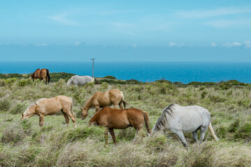 Obraz premium Horses in pasture, South Point Road, Big island, Hawaii.