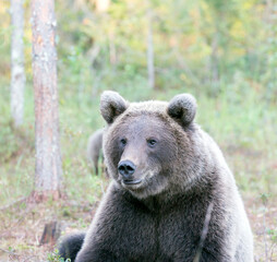 Obraz premium A view of brown bear during summer