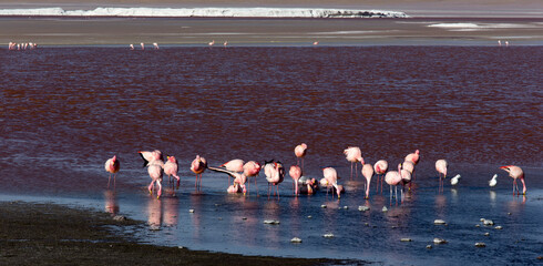 A view of flamingoes at lagoon