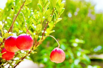 屋外で撮影した赤い実がなったクランベリーの常緑低木