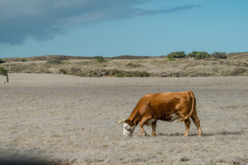 Fototapeta premium Cows in pasture, South Point Road, Big island, Hawaii. Ka Lae ,South Point, is the southernmost point of the Big Island of Hawaii and of the 50 United States.