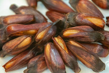 Ripe pine nuts, fruits of the Brazilian tree Araucaria angustifolia