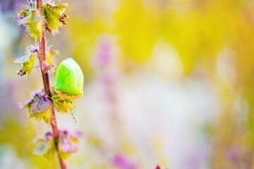 屋外で青空の下、秋の紫のホーリーバジルの花畑で茎に逆さに止まる緑のミナミアオカメムシ