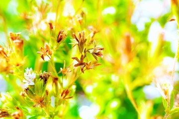 屋外で撮影した白のステビアの小さな花と成長して綿毛になった種