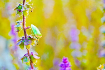 屋外の青空の下でトゥルシーの紫の花の穂に止まる緑色のミナミアオカメムシ