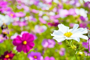 明るい屋外の花畑で咲く白く可愛いコスモスの花のアップ