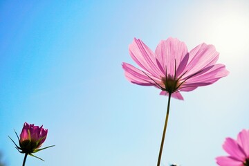 太陽光に花びらの筋が透けるピンク色の美しいコスモスの花、秋イメージ