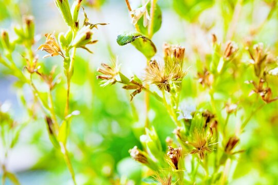 屋外で撮影した白のアマハステビアの小さな花と成熟して綿毛になった種子