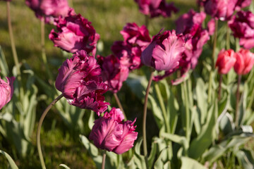 Naklejka na ściany i meble Purple double tulips in garden in sunny day