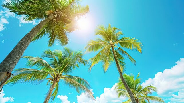 Coconut palm trees along the beach with blue sky background in sunny day. Serene beachfront escape