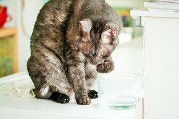 前脚で掬って使って水を飲むブラックスモークタビーの飼い猫