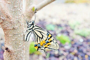 庭のマルベリーの木の棒に捉まって翅脈に体液を送る一匹のキレイなナミアゲハ蝶