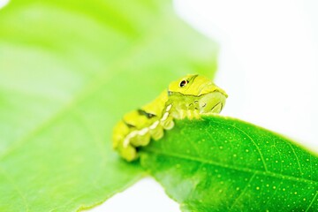 白背景にレモンの葉を食べるナミアゲハチョウの緑色の終齢幼虫