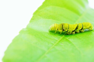 白バックに檸檬の葉に止まるナミアゲハチョウの緑色の終齢幼虫