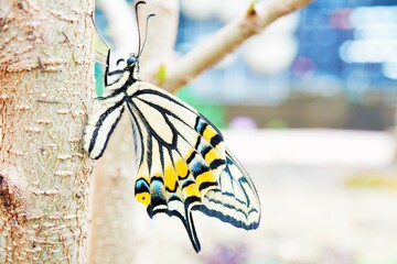 庭の桑の木の幹に捉まって羽を乾かす一匹のナミアゲハ蝶