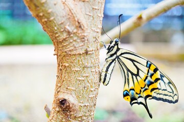 屋外で桑の木に捉まって翅を乾かす一匹のナミアゲハ蝶の接写