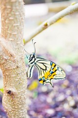 屋外でマルベリーの木の幹に捉まって翅を乾かす美しい一匹のナミアゲハ蝶、縦位置