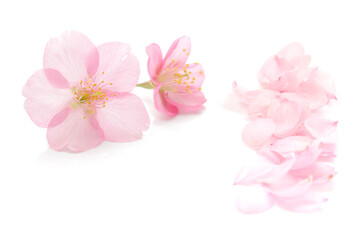 桜 花びら ピンク 春 白 背景 - 760465753