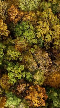 Deciduous top trees background. Colorful landscape of autumn forest. Beautiful nature in fall time. Top aerial view. Vertical video
