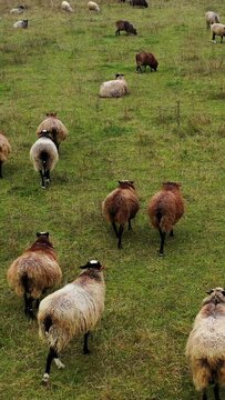 Funny fat sheep walking on a meadow. Farm livestock on pasture. Herding domestic animals on field. View from above. Vertical video
