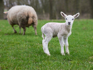 Naklejka na ściany i meble Cute young white lamb on meadow