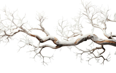 Snow Covered Tree Branch on White Background. On White or PNG Transparent Background.