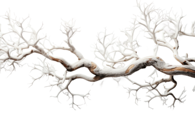 Snow Covered Tree Branch on White Background. On White or PNG Transparent Background.