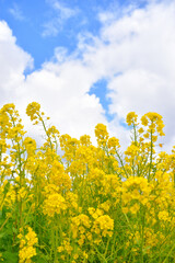菜の花畑