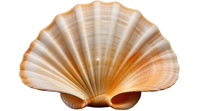 Shell on White Background. On White or PNG Transparent Background.