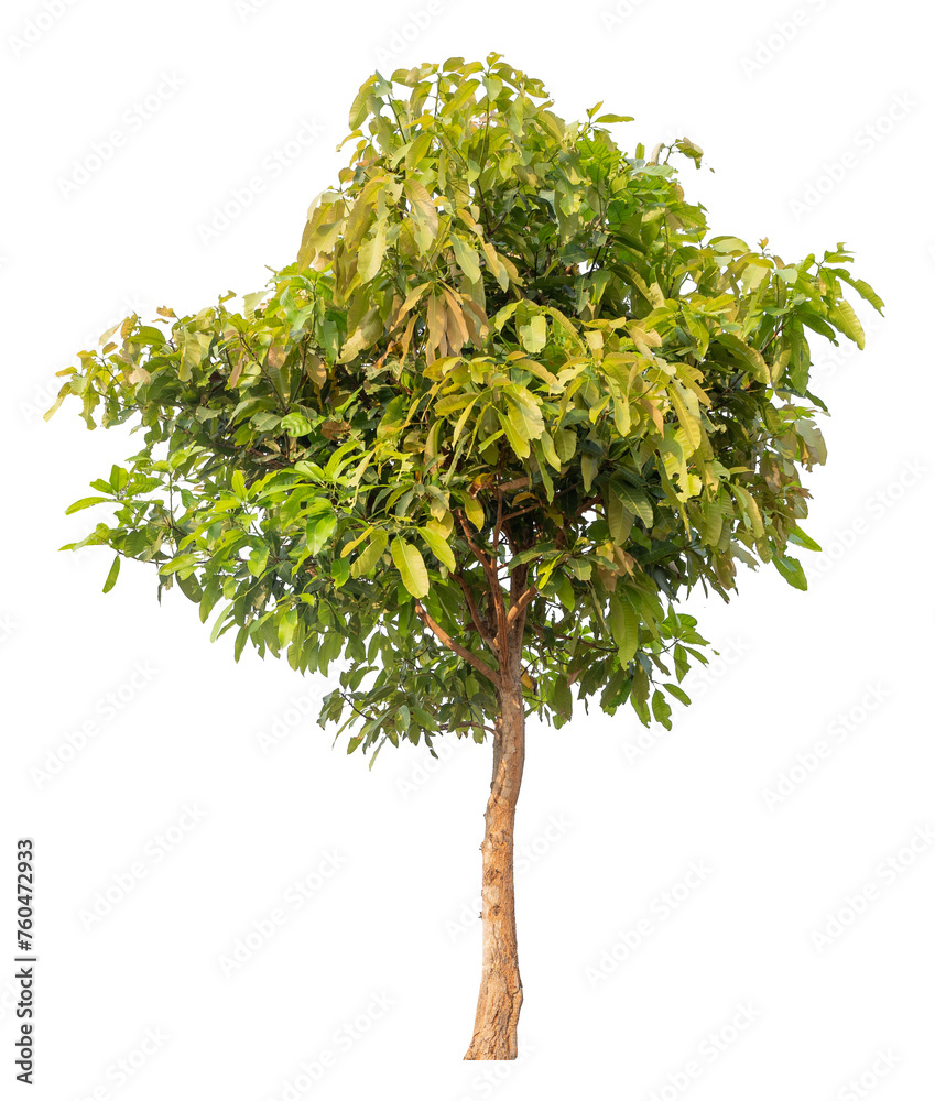 Poster tree image dicut and removed original background, png transparent